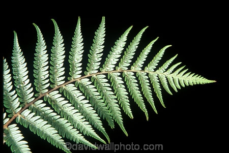 cyathea-dealbata;cyatheaceae;emblem;fern;ferns;frond;fronds;grey;icon;icons;logo;native;nature;new-zealand;plant;plants;ponga;pongas;punga;pungas;silver-fern;symbol;symbols;tree-fern;white