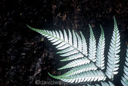 cyathea-dealbata;cyatheaceae;emblem;fern;ferns;frond;fronds;grey;icon;icons;logo;native;nature;new-zealand;plant;plants;ponga;pongas;punga;pungas;silver-fern;symbol;symbols;tree-fern;white