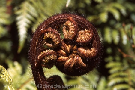 fern;ferns;frond;fronds;green;icon;icons;koru;native;nature;new-zealand;ponga;punga;radiate;symbol;symbols