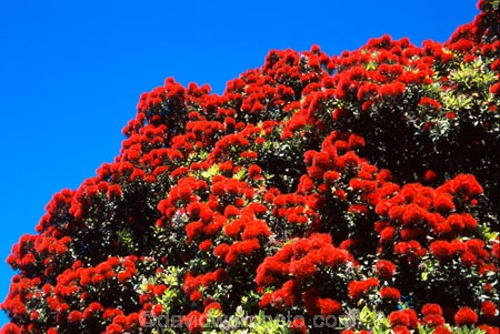 crimson;flower;green;icon;icons;leaf;leaves;native;nature;new-zealand;red;symbol;symbols