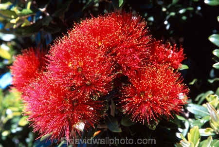 crimson;flower;green;icon;icons;leaf;leaves;native;nature;new-zealand;red;symbol;symbols