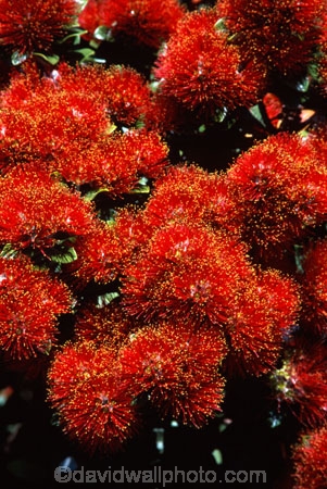 crimson;flower;green;icon;icons;leaf;leaves;native;nature;new-zealand;red;symbol;symbols