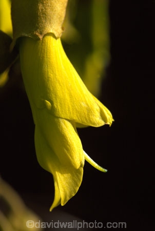 flower;icon;icons;native;nature;new-zealand;symbol;symbols;tree;trees;yellow