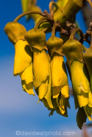flower;icon;icons;native;nature;new-zealand;symbol;symbols;tree;trees;yellow