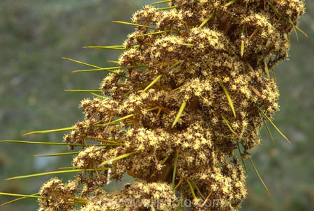 alpine;clump;flower-spikes;flowers;golden;golden-speargrass;spike;spikes;yellow