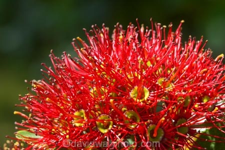 crimson;flower;flowers;green;icon;icons;leaf;leaves;native;nature;nectar;new-zealand;pollen;red;season;seasonal;seasons;southern-rata;stamen;symbol;symbols