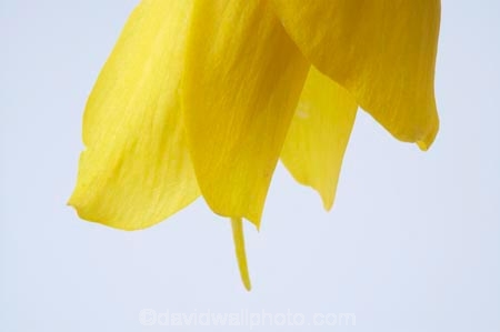 flower;flowers;icon;icons;Kowhai;Kowhai-Flower;native;nature;new-zealand;petal;petals;Sophora-sp.;stamen;symbol;symbols;tree;trees;yellow