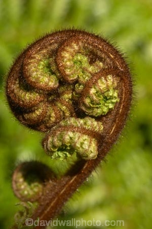 cyathea;fern;ferns;frond;fronds;green;icon;icons;koru;korus;N.Z.;native;nature;New-Zealand;NZ;plant;plants;ponga;pongas;punga;pungas;radiate;S.I.;SI;South-Is.;South-Island;symbol;symbols;tree-fern;tree-ferns