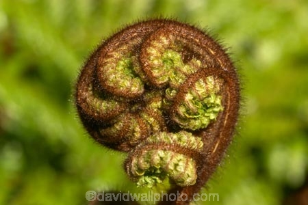 cyathea;fern;ferns;frond;fronds;green;icon;icons;koru;korus;N.Z.;native;nature;New-Zealand;NZ;plant;plants;ponga;pongas;punga;pungas;radiate;S.I.;SI;South-Is.;South-Island;symbol;symbols;tree-fern;tree-ferns