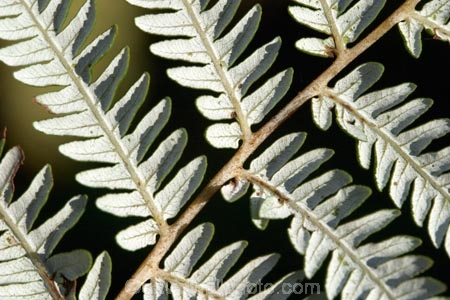 cyathea;cyathea-dealbata;cyatheaceae;emblem;fern;ferns;frond;fronds;grey;icon;icons;logo;N.Z.;native;nature;new-zealand;NZ;plant;plants;ponga;pongas;punga;pungas;S.I.;SI;silver;silver-fern;South-Is.;South-Island;symbol;symbols;tree-fern;tree-ferns;white
