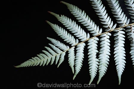 cyathea;cyathea-dealbata;cyatheaceae;emblem;fern;ferns;frond;fronds;grey;icon;icons;logo;N.Z.;native;nature;new-zealand;NZ;plant;plants;ponga;pongas;punga;pungas;S.I.;SI;silver;silver-fern;South-Is.;South-Island;symbol;symbols;tree-fern;tree-ferns;white