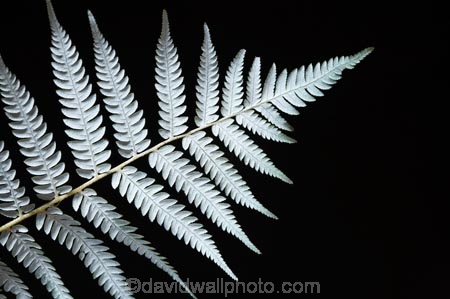 cyathea;cyathea-dealbata;cyatheaceae;emblem;fern;ferns;frond;fronds;grey;icon;icons;logo;N.Z.;native;nature;new-zealand;NZ;plant;plants;ponga;pongas;punga;pungas;S.I.;SI;silver;silver-fern;South-Is.;South-Island;symbol;symbols;tree-fern;tree-ferns;white