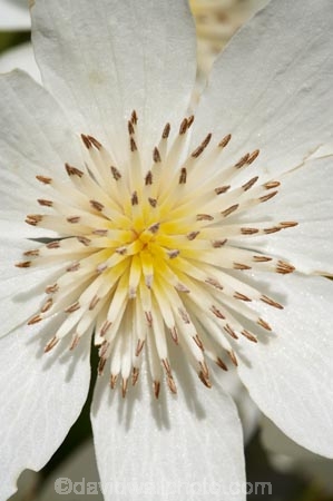 bloom;blooming;blooms;Clematis-paniculata;Dunedin;flower;flowers;fresh;grow;growth;N.Z.;Native-Clematis-Flower;New-Zealand;NZ;Otago;petal;petals;pistil;Ranunculaceae;renew;S.I.;season;seasonal;seasons;SI;South-Is.;South-Island;spring;springtime;stamen