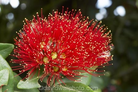 close-up;close_up;closeup;crimson;detail;Dunedin;flower;flowers;icon;icons;macro;metrosideros-excelsa;N.Z.;New-Zealand;NZ;Otago;plant;plants;pohutukawa;Pohutukawa-Flower;Pohutukawa-Flowers;pohutukawas;red;S.I.;SI;South-Is.;South-Island;symbol