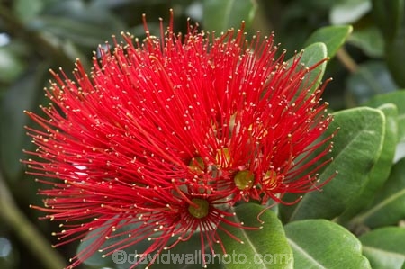 close-up;close_up;closeup;crimson;detail;Dunedin;flower;flowers;icon;icons;macro;metrosideros-excelsa;N.Z.;New-Zealand;NZ;Otago;plant;plants;pohutukawa;Pohutukawa-Flower;Pohutukawa-Flowers;pohutukawas;red;S.I.;SI;South-Is.;South-Island;symbol