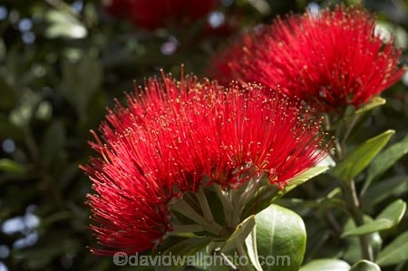 close-up;close_up;closeup;crimson;detail;Dunedin;flower;flowers;icon;icons;macro;metrosideros-excelsa;N.Z.;New-Zealand;NZ;Otago;plant;plants;pohutukawa;Pohutukawa-Flower;Pohutukawa-Flowers;pohutukawas;red;S.I.;SI;South-Is.;South-Island;symbol