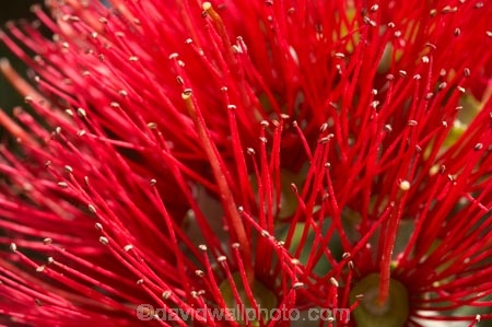 close-up;close_up;closeup;crimson;detail;Dunedin;flower;flowers;icon;icons;macro;metrosideros-excelsa;N.Z.;New-Zealand;NZ;Otago;plant;plants;pohutukawa;Pohutukawa-Flower;Pohutukawa-Flowers;pohutukawas;red;S.I.;SI;South-Is.;South-Island;symbol