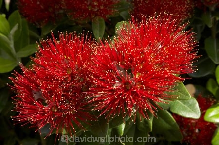 close-up;close_up;closeup;crimson;detail;Dunedin;flower;flowers;icon;icons;macro;metrosideros-excelsa;N.Z.;New-Zealand;NZ;Otago;plant;plants;pohutukawa;Pohutukawa-Flower;Pohutukawa-Flowers;pohutukawas;red;S.I.;SI;South-Is.;South-Island;symbol