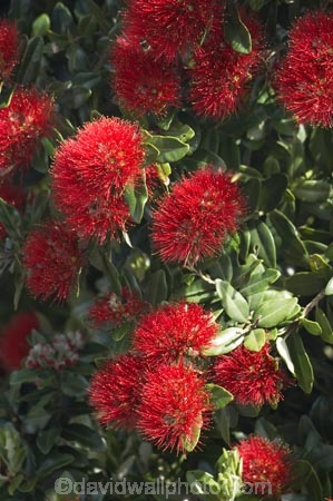 crimson;Dunedin;flower;flowers;icon;icons;metrosideros-excelsa;N.Z.;New-Zealand;NZ;Otago;plant;plants;pohutukawa;Pohutukawa-Flower;Pohutukawa-Flowers;pohutukawas;red;S.I.;SI;South-Is.;South-Island;symbol