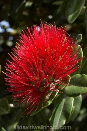 close-up;close_up;closeup;crimson;detail;Dunedin;flower;flowers;icon;icons;macro;metrosideros-excelsa;N.Z.;New-Zealand;NZ;Otago;plant;plants;pohutukawa;Pohutukawa-Flower;Pohutukawa-Flowers;pohutukawas;red;S.I.;SI;South-Is.;South-Island;symbol