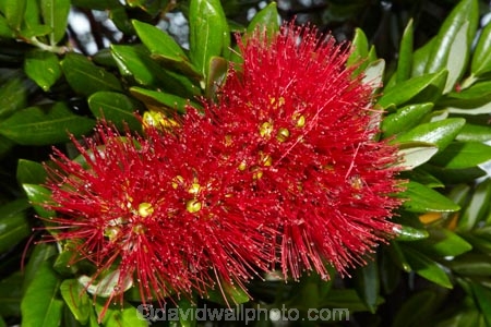 Bay-of-Is;Bay-of-Islands;close-up;close_up;closeup;crimson;flower;flowers;Kororareka;metrosideros-excelsa;N.I.;N.Z.;native;native-plant;native-plants;New-Zealand;NI;North-Is;North-Is.;North-Island;Northland;NZ;plant;plants;pohutakawa;pohutakawas;pohutukawa;pohutukawa-flower;pohutukawa-flowers;pohutukawa-tree;pohutukawa-trees;pohutukawas;red;Russell;summer;tree;trees