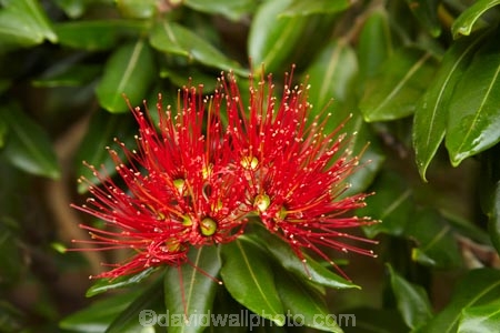 crimson;flower;flowers;green;Karikari-Peninsula;Matai-Bay;metrosideros-excelsa;N.I.;N.Z.;native;native-plant;native-plants;New-Zealand;NI;North-Is;North-Is.;North-Island;Northland;NZ;plant;plants;pohutakawa;pohutakawas;pohutukawa;pohutukawa-flower;pohutukawa-flowers;pohutukawa-tree;pohutukawa-trees;pohutukawas;red;summer;tree;trees