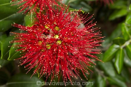 crimson;flower;flowers;green;Karikari-Peninsula;Matai-Bay;metrosideros-excelsa;N.I.;N.Z.;native;native-plant;native-plants;New-Zealand;NI;North-Is;North-Is.;North-Island;Northland;NZ;plant;plants;pohutakawa;pohutakawas;pohutukawa;pohutukawa-flower;pohutukawa-flowers;pohutukawa-tree;pohutukawa-trees;pohutukawas;red;summer;tree;trees