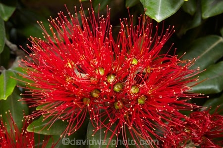 crimson;flower;flowers;green;Karikari-Peninsula;Matai-Bay;metrosideros-excelsa;N.I.;N.Z.;native;native-plant;native-plants;New-Zealand;NI;North-Is;North-Is.;North-Island;Northland;NZ;plant;plants;pohutakawa;pohutakawas;pohutukawa;pohutukawa-flower;pohutukawa-flowers;pohutukawa-tree;pohutukawa-trees;pohutukawas;red;summer;tree;trees
