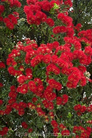 Bay-of-Is;Bay-of-Islands;crimson;flower;flowers;metrosideros-excelsa;N.I.;N.Z.;native;native-plant;native-plants;New-Zealand;NI;North-Is;North-Is.;North-Island;Northland;NZ;Paihia;plant;plants;pohutakawa;pohutakawas;pohutukawa;pohutukawa-flower;pohutukawa-flowers;pohutukawa-tree;pohutukawa-trees;pohutukawas;red;summer;tree;trees