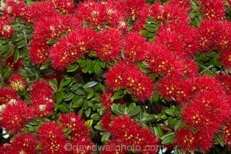 Bay-of-Is;Bay-of-Islands;close-up;close_up;closeup;crimson;flower;flowers;metrosideros-excelsa;N.I.;N.Z.;native;native-plant;native-plants;New-Zealand;NI;North-Is;North-Is.;North-Island;Northland;NZ;Paihia;plant;plants;pohutakawa;pohutakawas;pohutukawa;pohutukawa-flower;pohutukawa-flowers;pohutukawa-tree;pohutukawa-trees;pohutukawas;red;summer;tree;trees