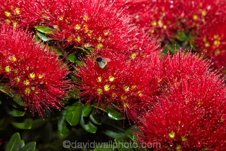 Bay-of-Is;Bay-of-Islands;bee-bees;Bumble-Bee;Bumble-Bees;Bumblebee;Bumblebees;close-up;close_up;closeup;crimson;flower;flowers;metrosideros-excelsa;N.I.;N.Z.;native;native-plant;native-plants;New-Zealand;NI;North-Is;North-Is.;North-Island;Northland;NZ;Paihia;plant;plants;pohutakawa;pohutakawas;pohutukawa;pohutukawa-flower;pohutukawa-flowers;pohutukawa-tree;pohutukawa-trees;pohutukawas;red;summer;tree;trees
