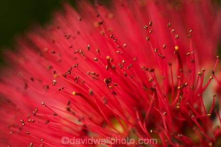 crimson;crimson-flower;crimson-flowers;Dunedin;flower;flowers;metrosideros-excelsa;N.Z.;native;native-plant;native-plants;New-Zealand;NZ;Otago;plant;plants;pohutakawa;pohutakawas;pohutukawa;pohutukawa-flower;pohutukawa-flowers;pohutukawa-tree;pohutukawa-trees;pohutukawas;red;red-flower;red-flowers;S.I.;SI;South-Is;South-Island;summer;tree;trees