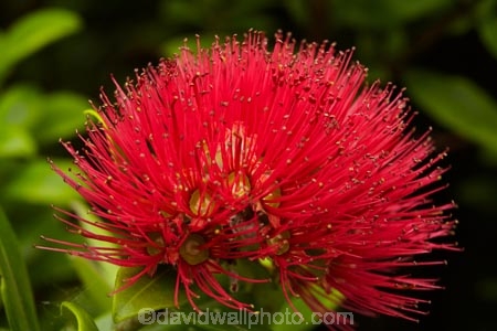 crimson;crimson-flower;crimson-flowers;Dunedin;flower;flowers;metrosideros-excelsa;N.Z.;native;native-plant;native-plants;New-Zealand;NZ;Otago;plant;plants;pohutakawa;pohutakawas;pohutukawa;pohutukawa-flower;pohutukawa-flowers;pohutukawa-tree;pohutukawa-trees;pohutukawas;red;red-flower;red-flowers;S.I.;SI;South-Is;South-Island;summer;tree;trees