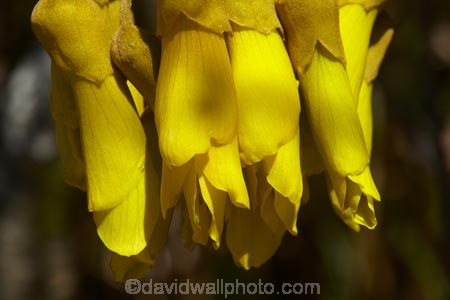bloom;blooming;blooms;Dunedin;flower;flowers;fresh;grow;growth;icon;icons;Kowhai;Kowhai-Flower;Kowhai-Flowers;Kowhais;N.Z.;native;native-plant;native-plants;native-tree;native-trees;nature;new-zealand;new-zealand-native-plant;NZ;nz-native-plant;Otago;petal;petals;plant;renew;S.I.;season;seasonal;seasons;SI;Sophora-sp.;South-Is;South-Is.;South-Island;spring;spring-time;spring_time;springtime;Sth-Is;symbol;symbols;tree;trees;yellow