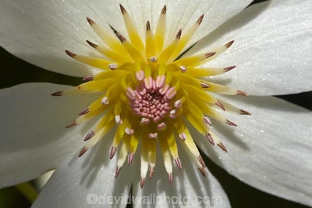 bloom;blooming;blooms;Clematis-paniculata;Dunedin;flower;flowers;fresh;grow;growth;N.Z.;Native-Clematis-Flower;New-Zealand;NZ;NZ-native-flower;NZ-native-flowers;NZ-native-plant;NZ-Native-plants;Otago;petal;petals;pistil;Ranunculaceae;renew;S.I.;season;seasonal;seasons;SI;South-Is;South-Is.;South-Island;spring;spring-time;spring_time;springtime;stamen;Sth-Is