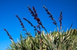 flower;flowers;native;nature;new-zealand;plant;seed;seeds