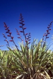 flower;flowers;native;nature;new-zealand;plant;seed;seeds