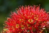crimson;flower;flowers;green;icon;icons;leaf;leaves;native;nature;nectar;new-zealand;pollen;red;season;seasonal;seasons;southern-rata;stamen;symbol;symbols