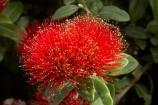close-up;close_up;closeup;crimson;detail;Dunedin;flower;flowers;icon;icons;macro;metrosideros-excelsa;N.Z.;New-Zealand;NZ;Otago;plant;plants;pohutukawa;Pohutukawa-Flower;Pohutukawa-Flowers;pohutukawas;red;S.I.;SI;South-Is.;South-Island;symbol