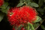 close-up;close_up;closeup;crimson;detail;Dunedin;flower;flowers;icon;icons;macro;metrosideros-excelsa;N.Z.;New-Zealand;NZ;Otago;plant;plants;pohutukawa;Pohutukawa-Flower;Pohutukawa-Flowers;pohutukawas;red;S.I.;SI;South-Is.;South-Island;symbol