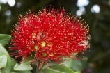 close-up;close_up;closeup;crimson;detail;Dunedin;flower;flowers;icon;icons;macro;metrosideros-excelsa;N.Z.;New-Zealand;NZ;Otago;plant;plants;pohutukawa;Pohutukawa-Flower;Pohutukawa-Flowers;pohutukawas;red;S.I.;SI;South-Is.;South-Island;symbol