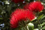 close-up;close_up;closeup;crimson;detail;Dunedin;flower;flowers;icon;icons;macro;metrosideros-excelsa;N.Z.;New-Zealand;NZ;Otago;plant;plants;pohutukawa;Pohutukawa-Flower;Pohutukawa-Flowers;pohutukawas;red;S.I.;SI;South-Is.;South-Island;symbol