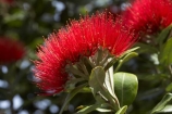 close-up;close_up;closeup;crimson;detail;Dunedin;flower;flowers;icon;icons;macro;metrosideros-excelsa;N.Z.;New-Zealand;NZ;Otago;plant;plants;pohutukawa;Pohutukawa-Flower;Pohutukawa-Flowers;pohutukawas;red;S.I.;SI;South-Is.;South-Island;symbol