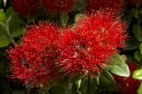 close-up;close_up;closeup;crimson;detail;Dunedin;flower;flowers;icon;icons;macro;metrosideros-excelsa;N.Z.;New-Zealand;NZ;Otago;plant;plants;pohutukawa;Pohutukawa-Flower;Pohutukawa-Flowers;pohutukawas;red;S.I.;SI;South-Is.;South-Island;symbol