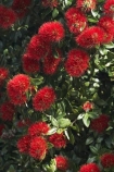 crimson;Dunedin;flower;flowers;icon;icons;metrosideros-excelsa;N.Z.;New-Zealand;NZ;Otago;plant;plants;pohutukawa;Pohutukawa-Flower;Pohutukawa-Flowers;pohutukawas;red;S.I.;SI;South-Is.;South-Island;symbol