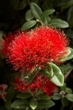 close-up;close_up;closeup;crimson;detail;Dunedin;flower;flowers;icon;icons;macro;metrosideros-excelsa;N.Z.;New-Zealand;NZ;Otago;plant;plants;pohutukawa;Pohutukawa-Flower;Pohutukawa-Flowers;pohutukawas;red;S.I.;SI;South-Is.;South-Island;symbol