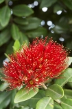 close-up;close_up;closeup;crimson;detail;Dunedin;flower;flowers;icon;icons;macro;metrosideros-excelsa;N.Z.;New-Zealand;NZ;Otago;plant;plants;pohutukawa;Pohutukawa-Flower;Pohutukawa-Flowers;pohutukawas;red;S.I.;SI;South-Is.;South-Island;symbol