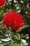 close-up;close_up;closeup;crimson;detail;Dunedin;flower;flowers;icon;icons;macro;metrosideros-excelsa;N.Z.;New-Zealand;NZ;Otago;plant;plants;pohutukawa;Pohutukawa-Flower;Pohutukawa-Flowers;pohutukawas;red;S.I.;SI;South-Is.;South-Island;symbol
