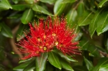 crimson;flower;flowers;green;Karikari-Peninsula;Matai-Bay;metrosideros-excelsa;N.I.;N.Z.;native;native-plant;native-plants;New-Zealand;NI;North-Is;North-Is.;North-Island;Northland;NZ;plant;plants;pohutakawa;pohutakawas;pohutukawa;pohutukawa-flower;pohutukawa-flowers;pohutukawa-tree;pohutukawa-trees;pohutukawas;red;summer;tree;trees