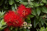 crimson;flower;flowers;green;Karikari-Peninsula;Matai-Bay;metrosideros-excelsa;N.I.;N.Z.;native;native-plant;native-plants;New-Zealand;NI;North-Is;North-Is.;North-Island;Northland;NZ;plant;plants;pohutakawa;pohutakawas;pohutukawa;pohutukawa-flower;pohutukawa-flowers;pohutukawa-tree;pohutukawa-trees;pohutukawas;red;summer;tree;trees